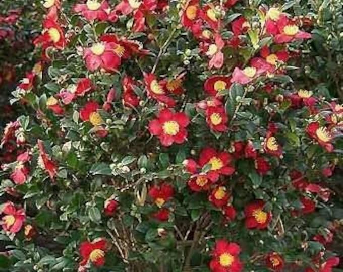 Yuletide Camellia Camellia sasanqua 'Yuletide' - 1  Plant - 1 Feet Tall - Ship in 6" Pot