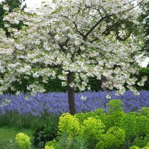 Flowering Cherry Shirofugen  - 3 to 4  feet - bigger trunk - ship in 3gal pot