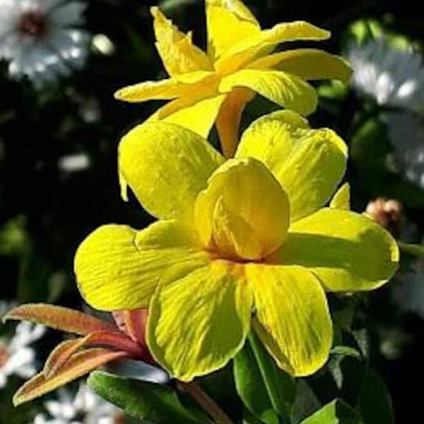 Primrose jasmine - jasminum mesnyi - 1 plants - 2  feet tall - ship in 6" pot