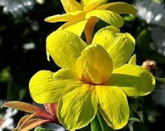 Primrose jasmine - jasminum mesnyi - 1 plants - 2  feet tall - ship in 6" pot