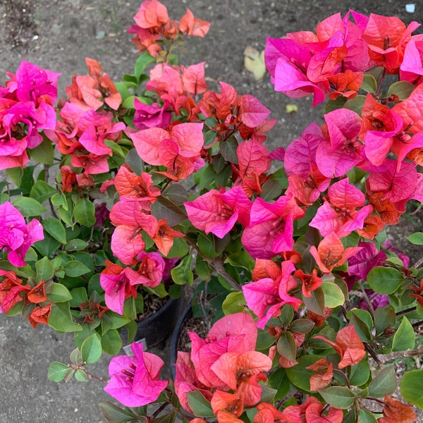 Red bougainvillea ‘temple fire’  ship in 6" pot