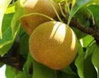 Shinseiki asian pear  - 3 to 4 feet tall  - ship in 3gal pot