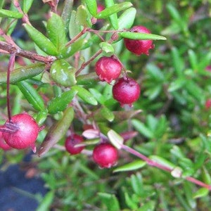 Ugni molinae - Chilean Guava -   4" to 6" Tall - Ship in 6" Pot