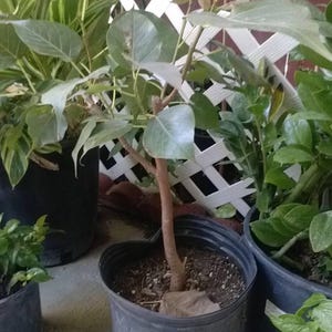 Bodhi plant ficus religiosa -  bigger trunk  - 2 feet tall - ship in 3 gal pot