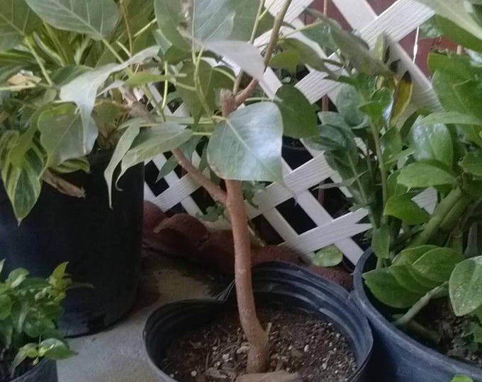 Bodhi plant ficus religiosa -  bigger trunk  - 2 feet tall - ship in 3 gal pot