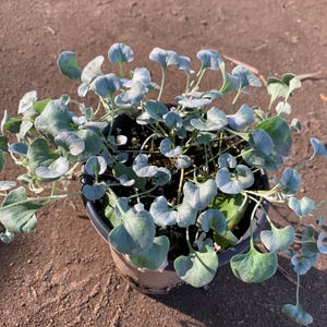 May include: A potted silver-leaved plant with round, scalloped leaves. The plant is in a black plastic pot.