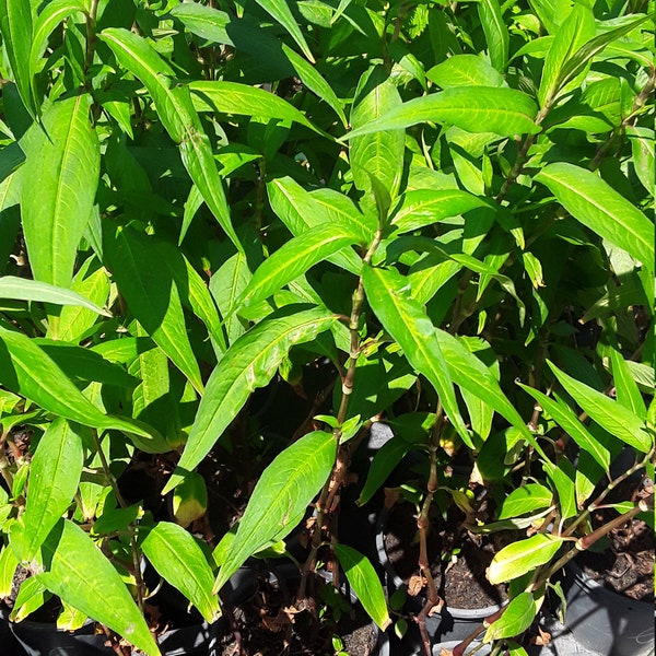 Vietnamese Coriander Persicaria odorata Herbs-Rau Răm - Ship in 3" Pot
