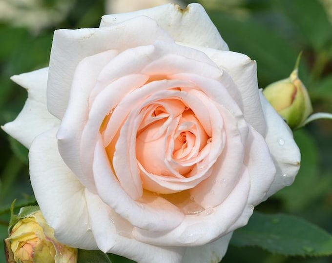 Rosa Showpiece Champagne - 2 feet tall - ship in 6" pot