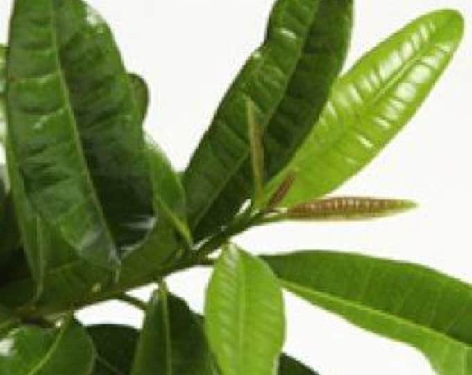 Allspice - 2 to 3 feet tall ship in 3 gallon pot