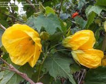 Abutilon  'Golden Ballerina' - 1 Plants  - 2 feet Long  - Ship in 1 gal Pot