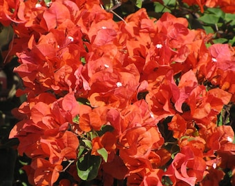 Bougainvillea 'Flame'- 1 starter Plant - 6" to 1 Feet Tall - Ship in 6" Pot