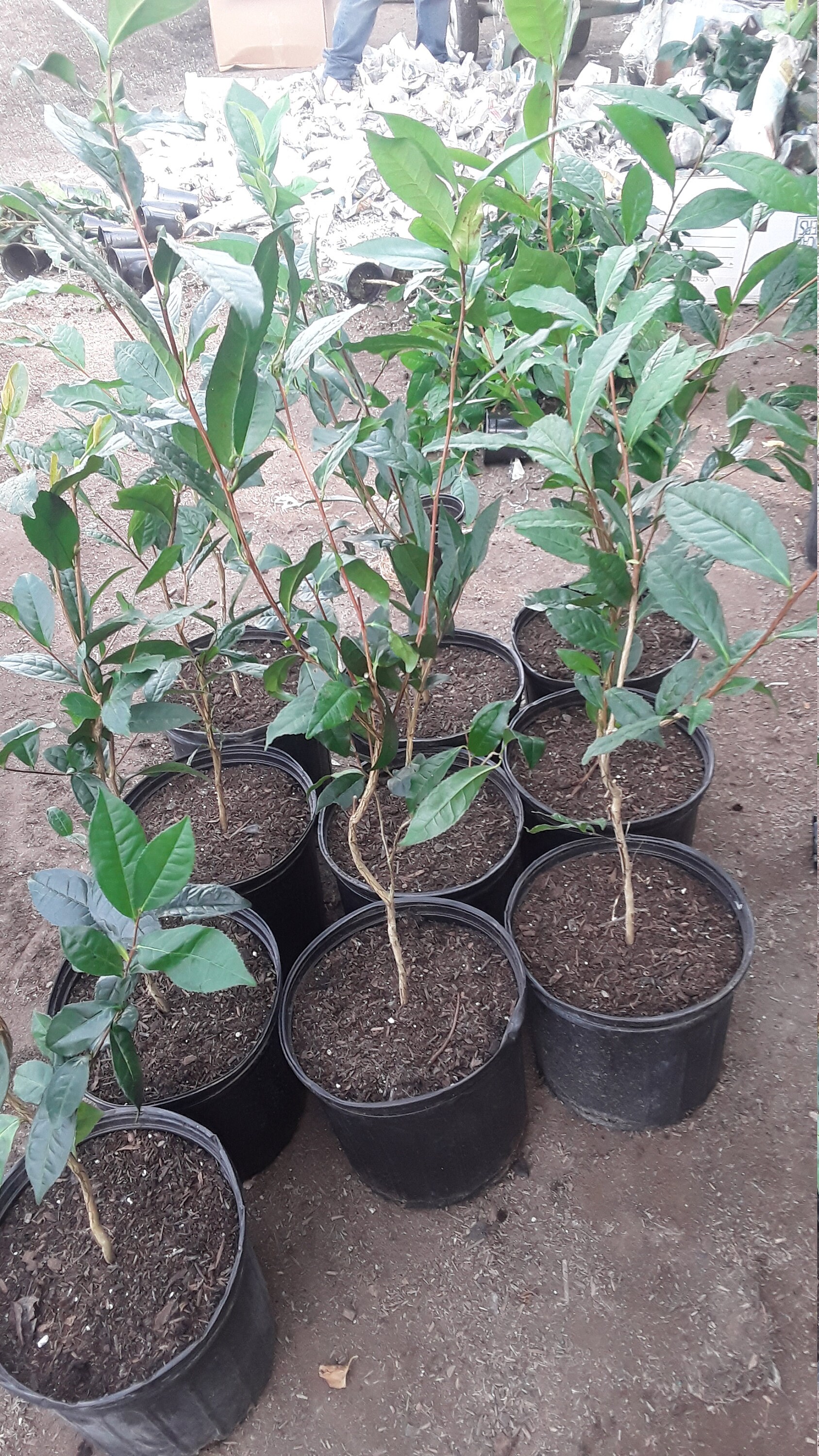 Tea (Camellia sinensis) 1 Plants 2 Feet Tall Ship in 3Gal Pot