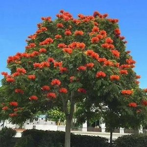 May include: A vibrant orange flowering tree with lush green leaves. The tree is in full bloom, with clusters of bright orange flowers covering its branches.