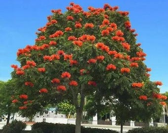 African tulip tree - 2 to 3  Feet - Ship in 3 gal Pot