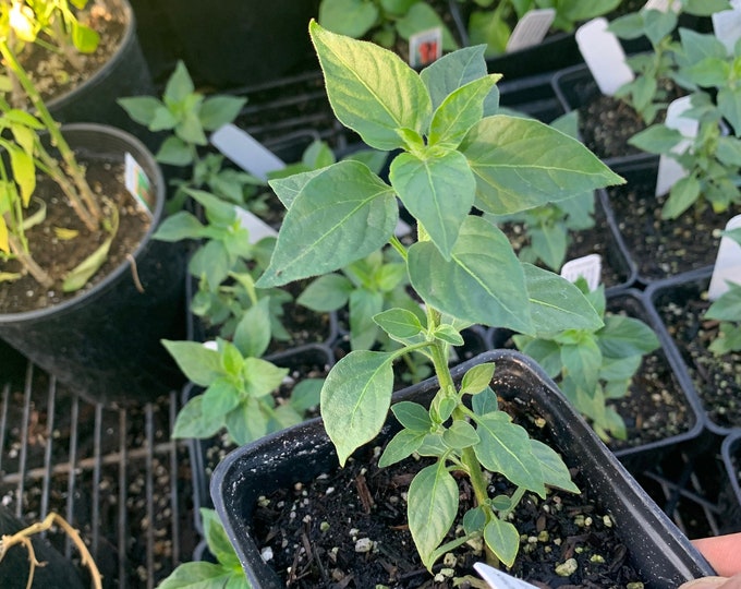 Pepper black cobra 1 live plant 3” pot