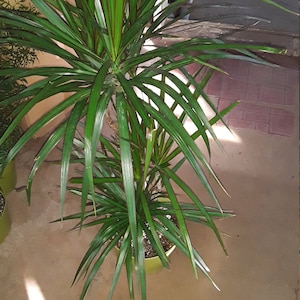 Dragon Tree - Dracaena marginata - 1 Feet Tall - 2 Columns - Ship in 6" Pot