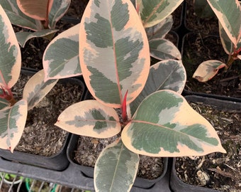 Ficus elastica ‘tineke’ starter plant 4” pot