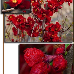 Chaenomeles 'Blood Red' - Flowering Quince Blood Red  - Ship in 3 Gal Nursery Pot