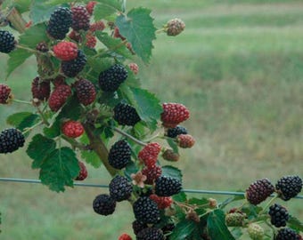 May include: A close-up of a blackberry bush with ripe blackberries and red berries. The berries are growing on a vine with green leaves.