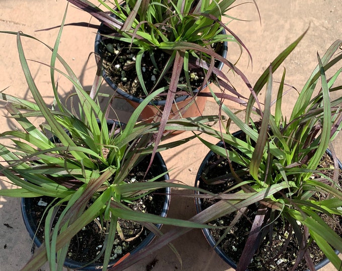 Purple fountain grass (pennisetum ‘rubrum’)  - 1 plants - ship in 3” pot