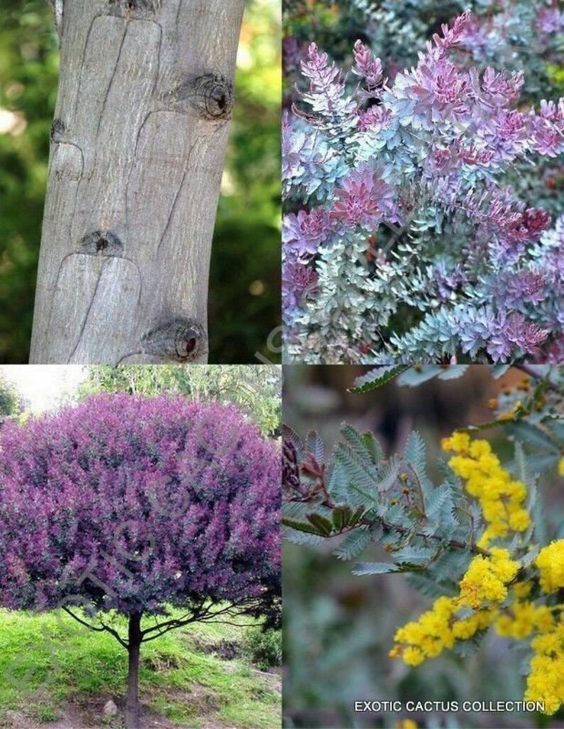 Acacia Baileyana 2 Feet Tall Ship in 6 Pot image 1