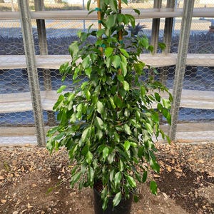 May include: A lush, green ficus tree in a black pot. The tree has many small, oval-shaped leaves and is supported by bamboo stakes. The plant is in a greenhouse setting with a wire mesh fence in the background.