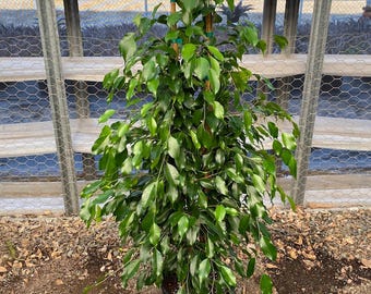 Ficus Benjamina Midnight - 1 plant - 3  feet tall - ship in 3Gal  pot