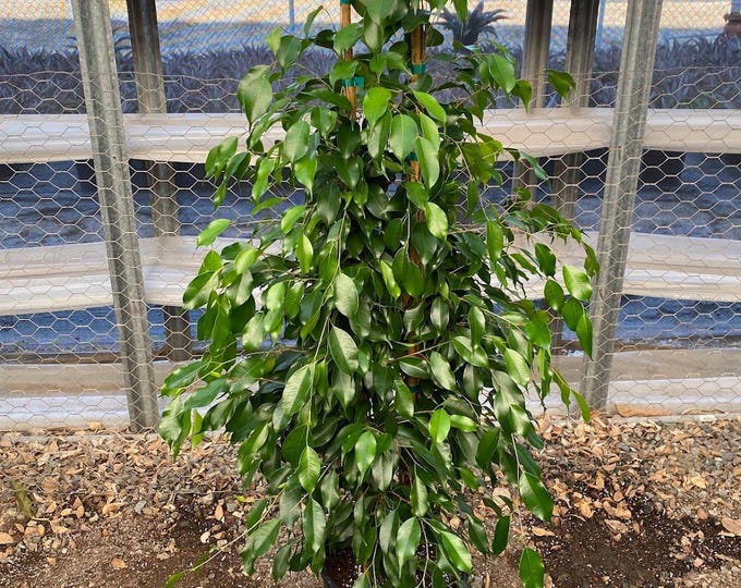 Ficus Benjamina Midnight - 1 plant - 3  feet tall - ship in 3Gal  pot