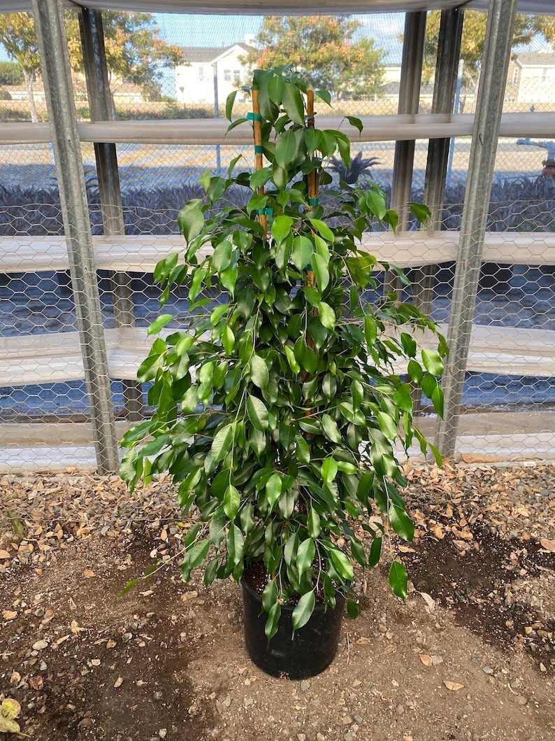 Ficus Benjamina Midnight - 1 Plant - 3 Feet Tall - Ship in 3gal Pot - Etsy