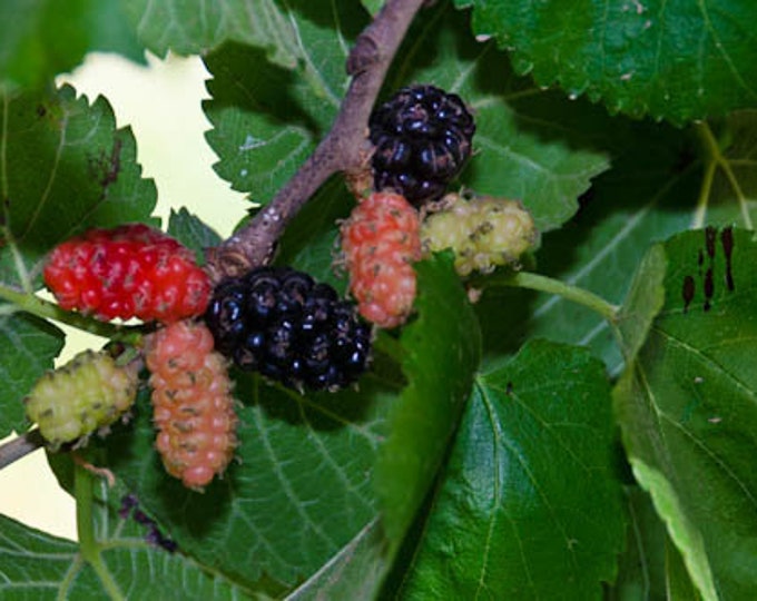 Persian  Mulberry Fruit Trees -2 to 3 Feet Tall  -  Ship in  Pot