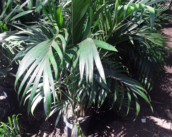 Kentia Palm -  3  Feet Tall - 1 Plants - Multiple Trunks - Ship in 3 Gal Pot