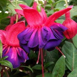May include: Close-up of vibrant fuchsia flowers with a striking contrast of red and purple petals. The flowers have a delicate, layered appearance, with long, slender stamens. Lush green leaves provide a natural backdrop.