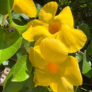 Opal yellow vining dipladenia -live plant in 1gal pot