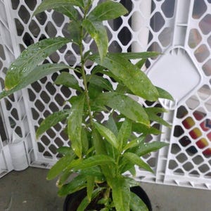May include: A small green plant with long, narrow leaves growing in a black pot. The plant is in front of a white plastic fence.