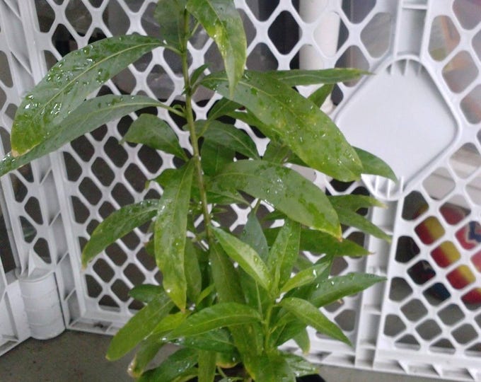 Night blooming jasmine - cây dạ lý hương - 1  feet tall -ship in 1 gal pot