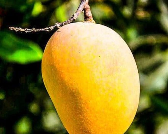 Florigon mango tree   - grafted tree   - 1 to 2  feet tall -grafted - ship in 6" pot