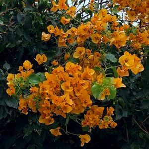 Bougainvillea California Gold 1 Live Plant 1-2 feet tall Ship in 6" Pot