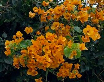 Bougainvillea California Gold 1 Live Plant 1-2 feet tall Ship in 6" Pot