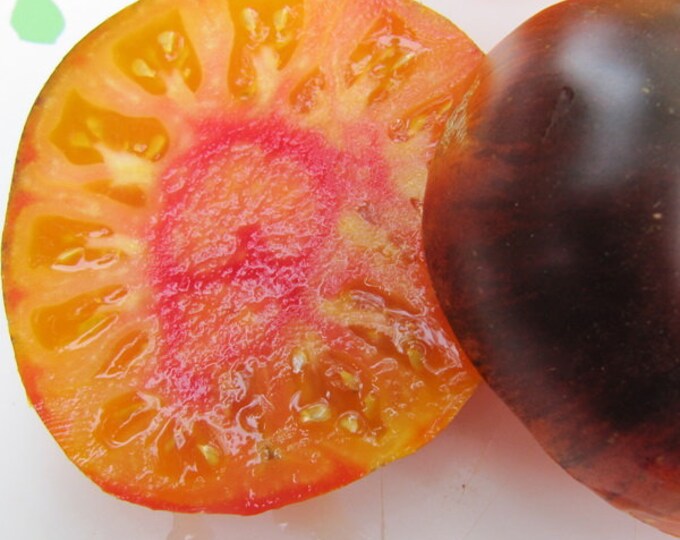 Tomato Lucid Gem Dye - 4" to 1 Feet - Ship in 6" Pot