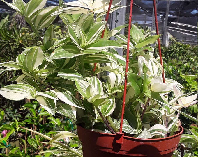 Rare Green/ Cream Wandering Jew Tradescantia  - 1 Feet Tall - Ship in 6" Pot