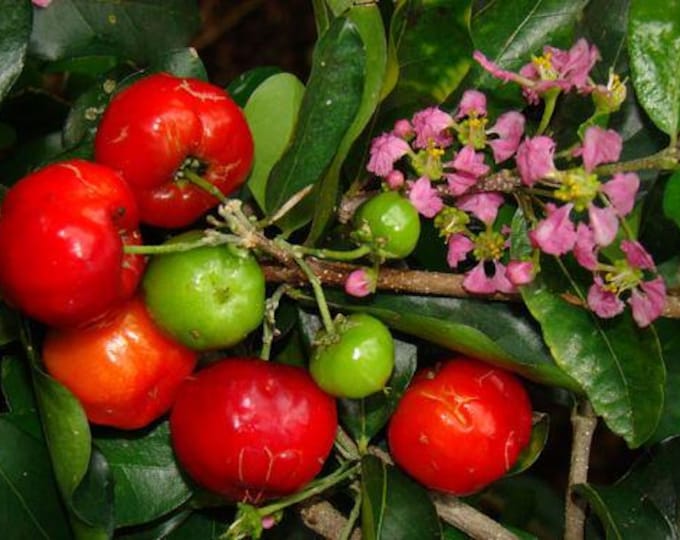 Barbados cherry (sơ ri gò công) - 2 to 3 feet tall - ship in 3 gal pot