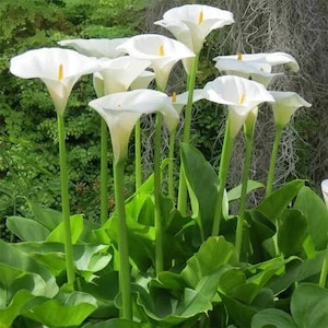 Zantedeschia aethiopica &#39;Childsiana&#39; - 1 feet Tall in 6&quot; Pot
