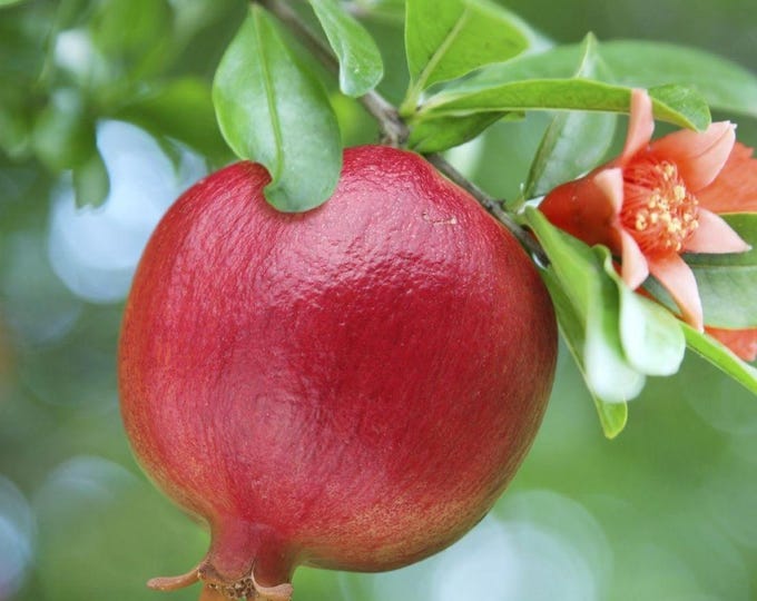 Pomegranate (wonderful) fruit tree - 2 to 3 feet  tall  - air layered plant