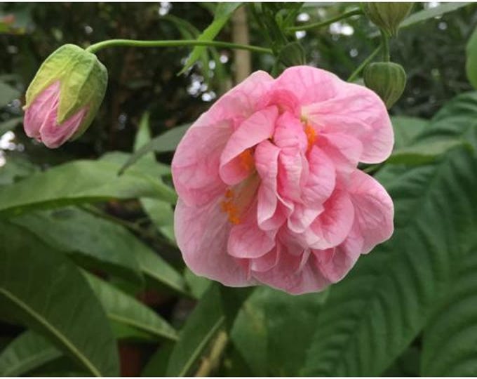 Abutilon Victorian Lady - 1 plants  - 1   feet tall - ship in 1 gal pot