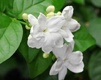 Arabian Jasmine - Jasminum sambac - Hoa Lài  - 1 Feet Tall - Ship in 6" Pot