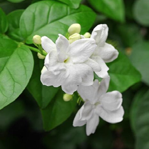 Arabian Jasmine - Jasminum sambac - Hoa Lài  - 1 Feet Tall - Ship in 6" Pot