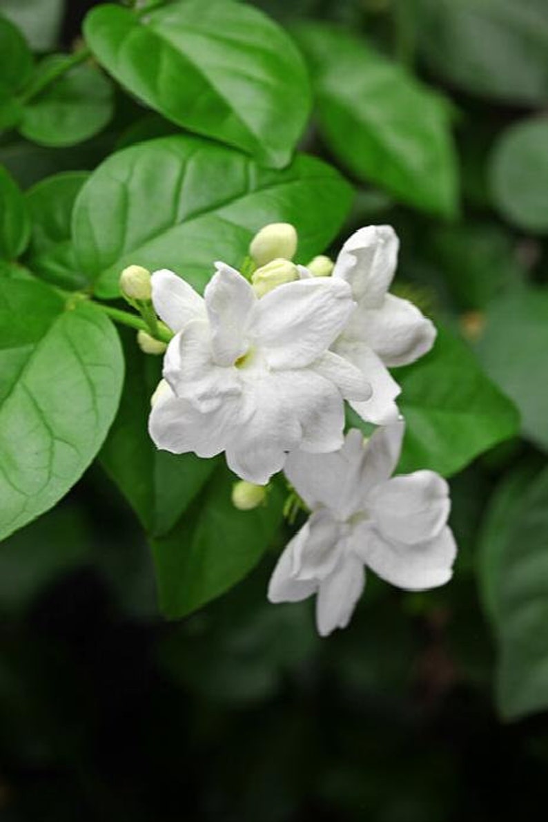 Arabian Jasmine Jasminum sambac Hoa Lài 1 to 2 Feet Tall Full Bigger Bush image 1
