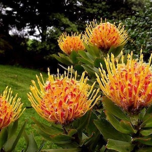 Leucospermum 'Veldfire' - Pincushion -  1  Feet Tall - Ship in 6" Pot