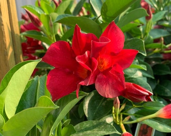 Red mandevilla 1 live plant - 1 Feet Tall - Ship in 4” pot