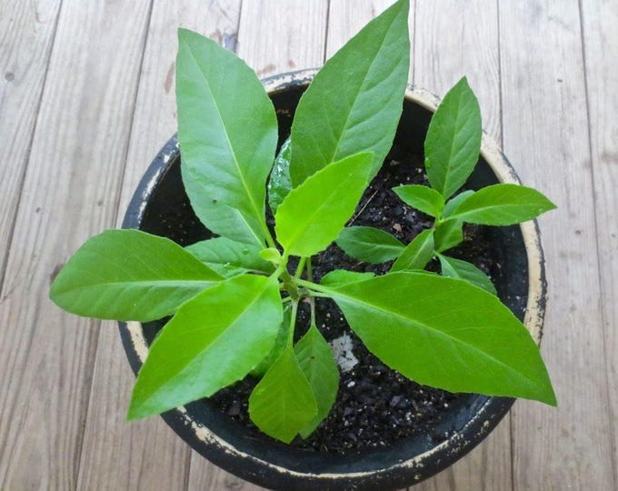 Longevity spinach sabuñgai gynura procumbens - 1 plants - ship in 3" pot